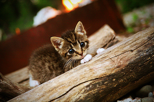 爱游戏体育APP下载-健身挑战赛，塑造最佳自己，健身大挑战