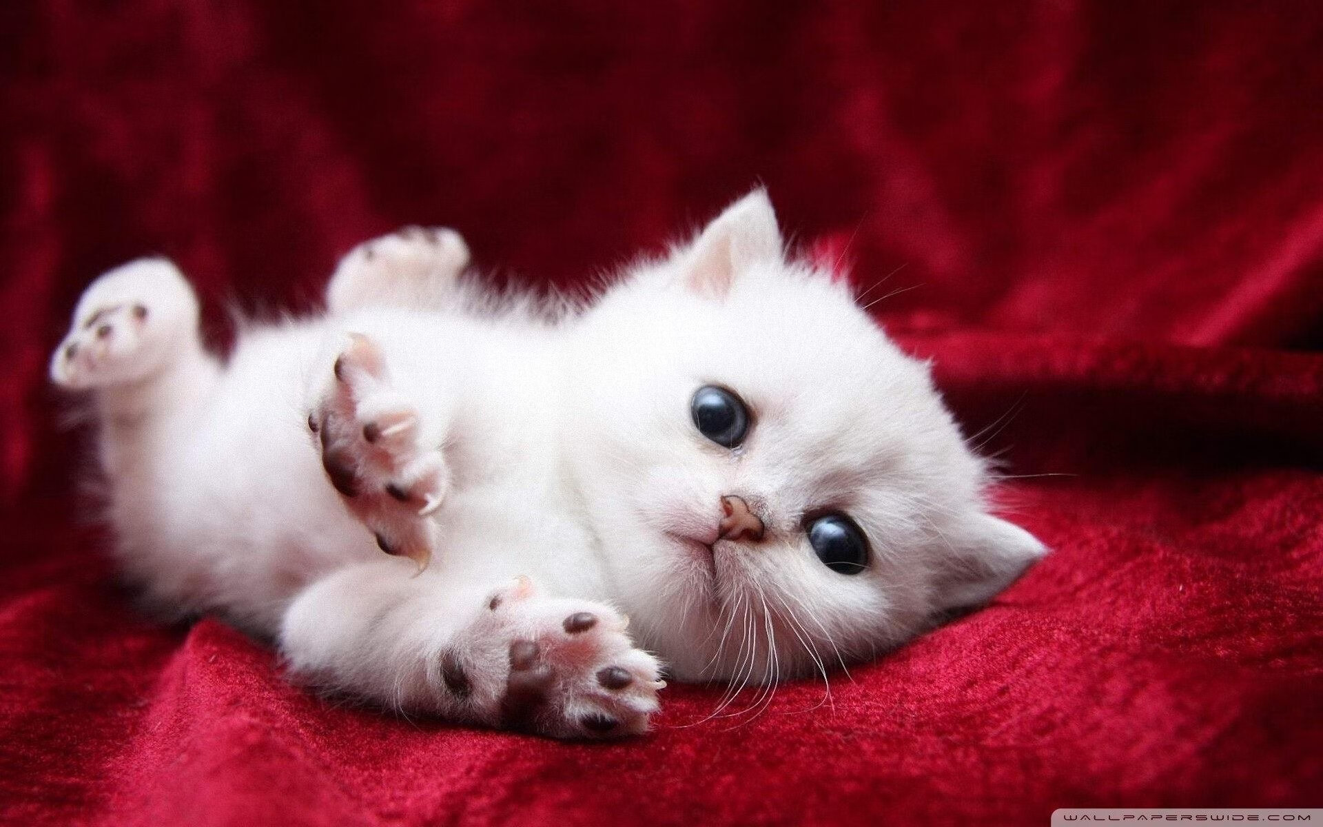 摩洛哥队在巴黎奥运会男足比赛中以6-0战胜埃及,足球摩洛哥对阵巴黎圣日耳曼