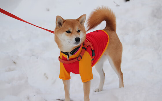 爱游戏 电竞-EDG推行“每日个体化训练计划”