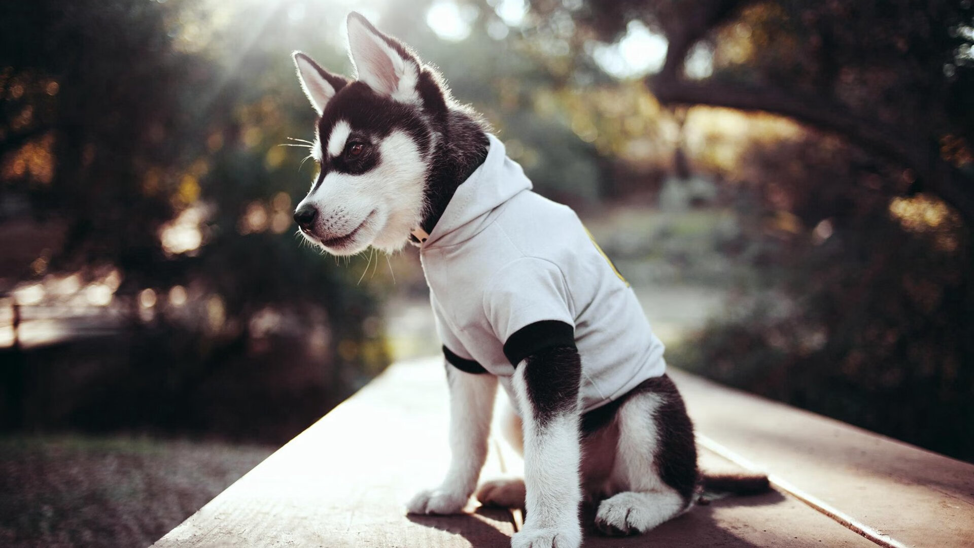 爱游戏官方-TL教练组战术调整初见成效，tt教练