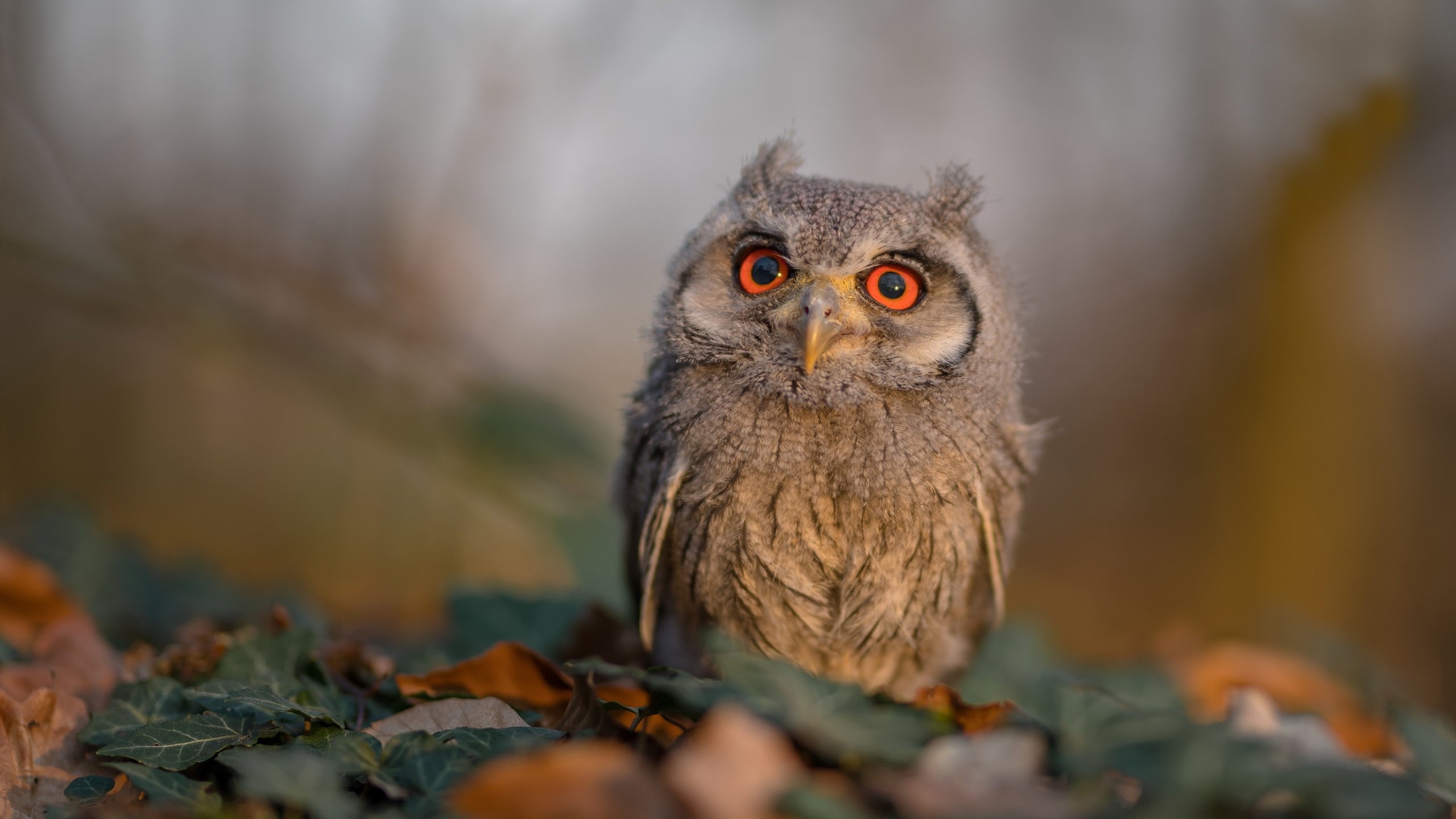 TL冲击世界赛席位,mdi冲层赛决赛