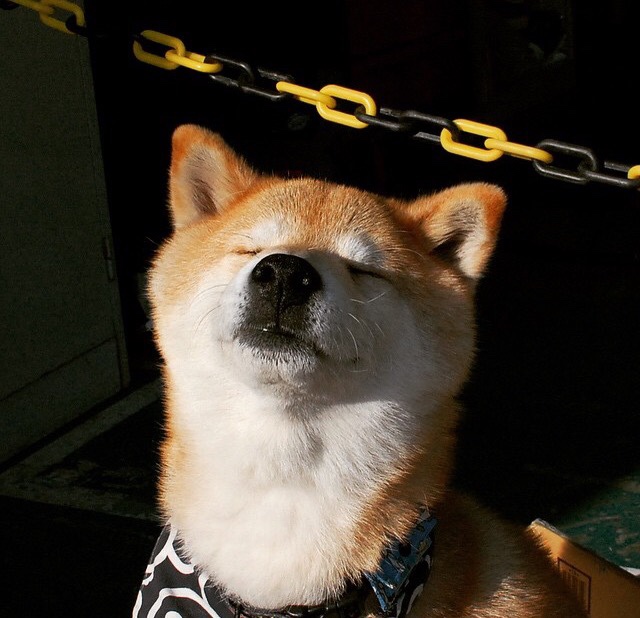 AYX体育-上海海港锋线火力全开，上海海港官方网站