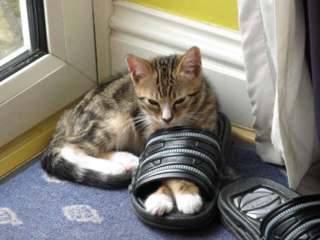 爱游戏平台-中国队包揽世界乒坛女单前三，孙颖莎稳居第一，中国女乒队员世界排名