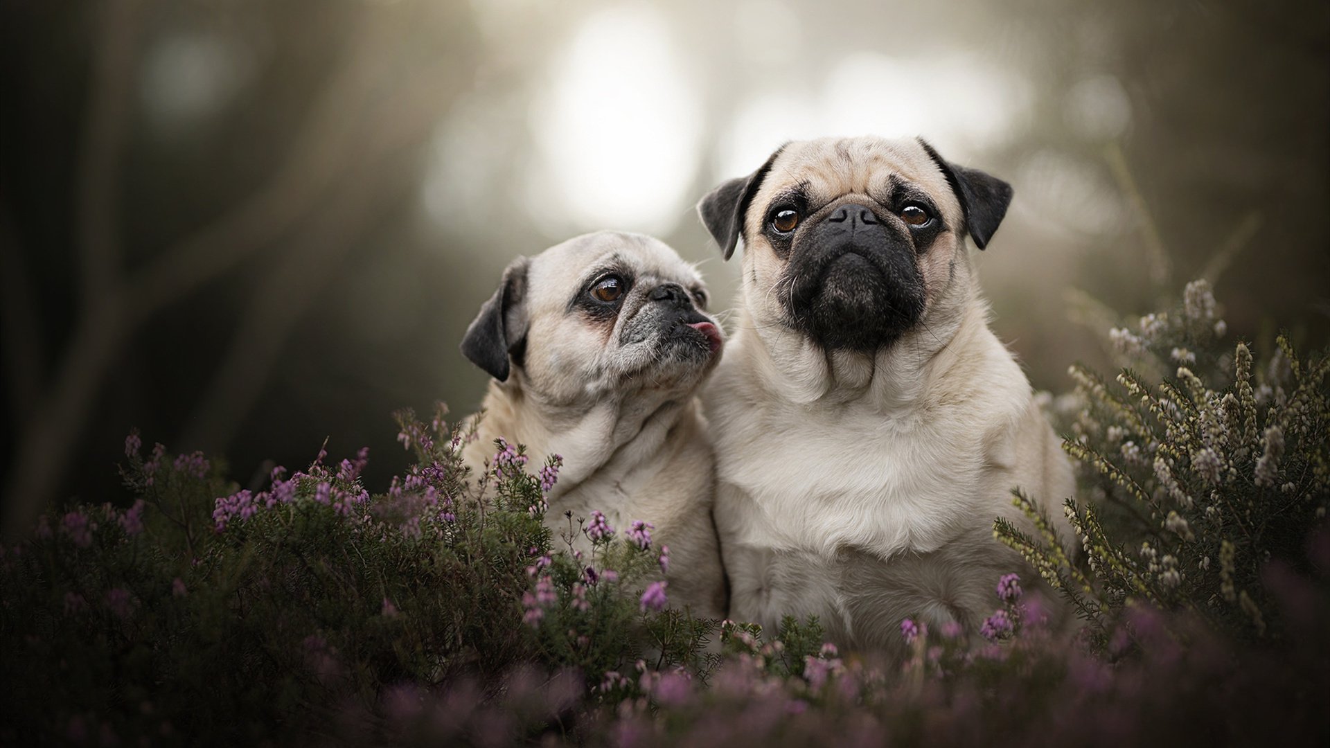 冰岛队险胜摩尔多瓦，晋级欧洲预选赛决赛阶段，冰岛队 欧洲杯