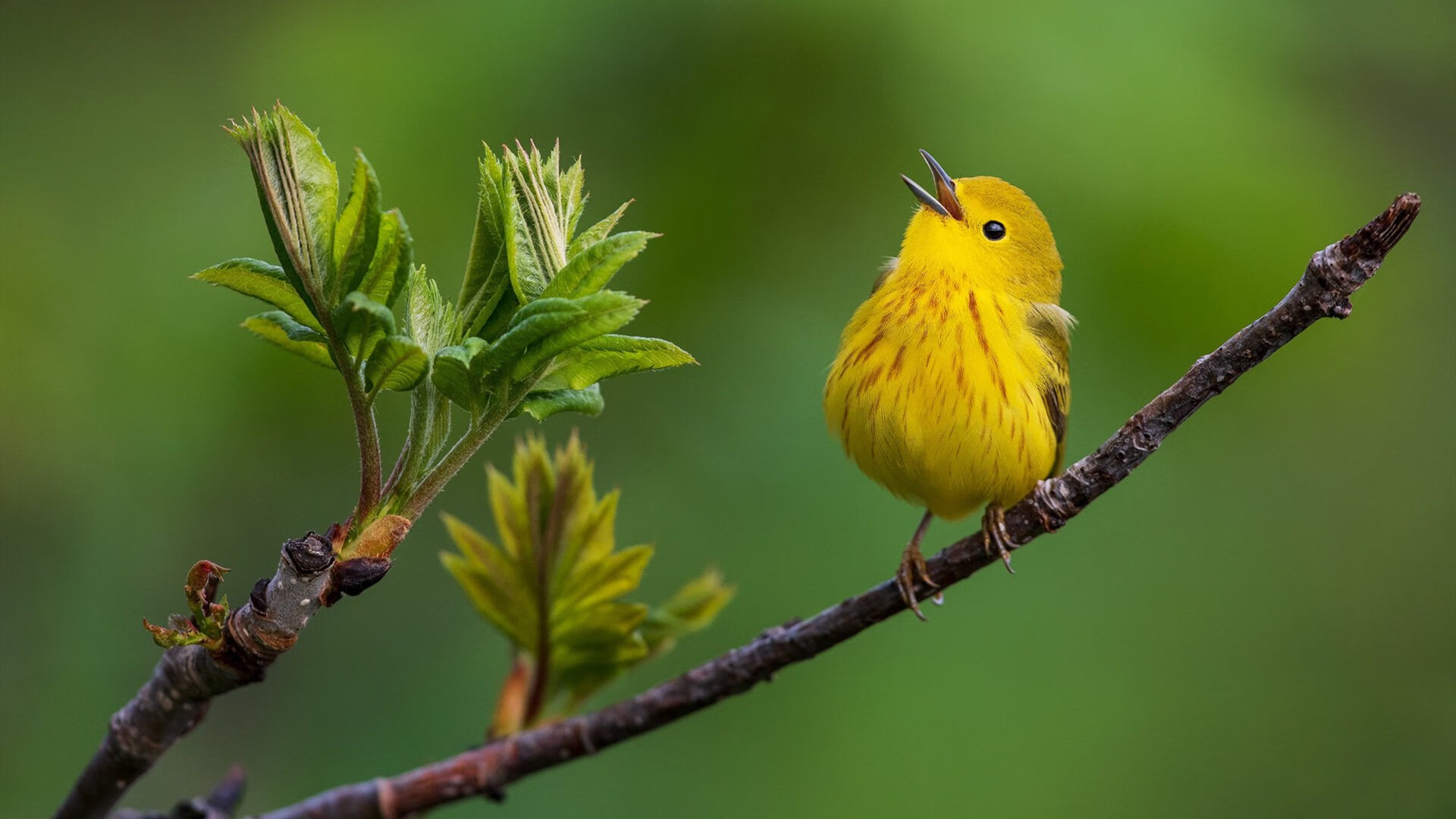 南特队在对手面前取得胜利,士气高涨,南特足球俱乐部