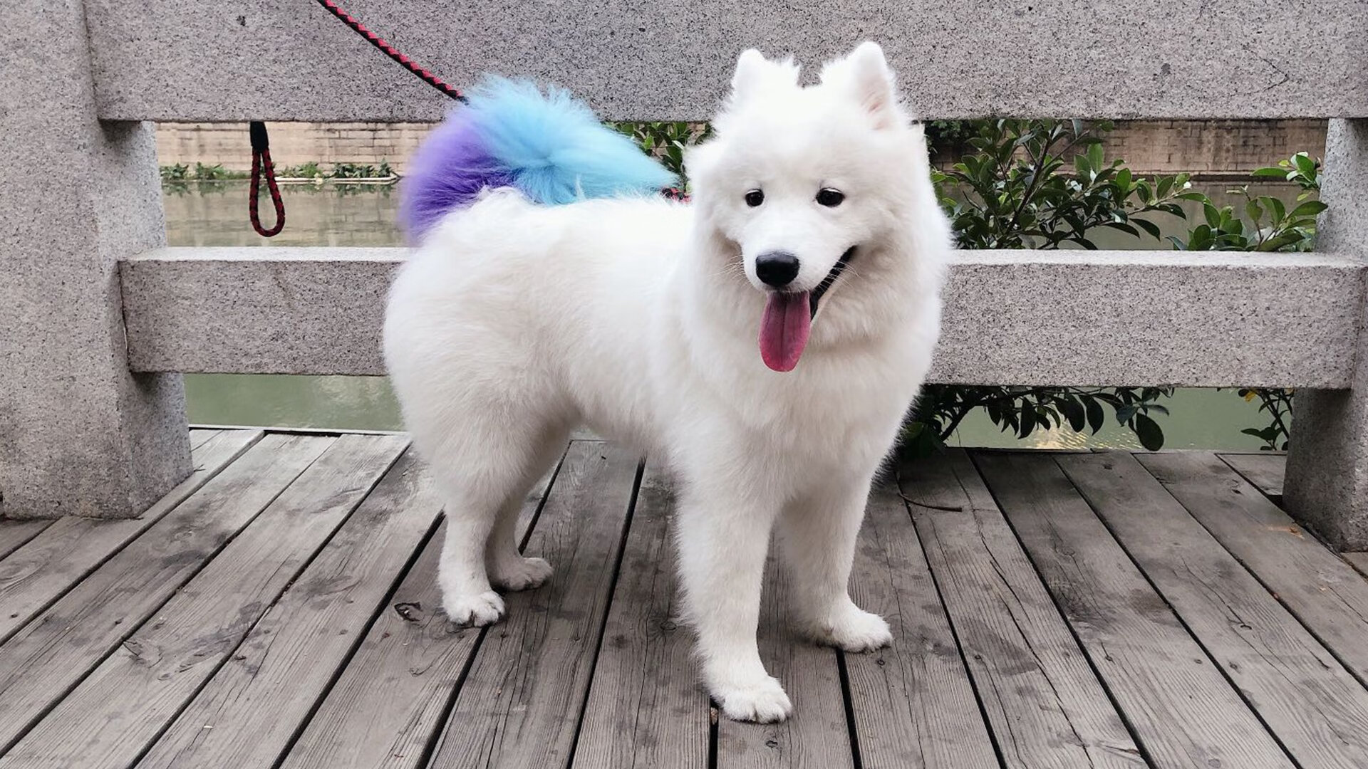 爱游戏体育app-博卡青年冲击联赛冠军，博卡青年队主场在哪儿