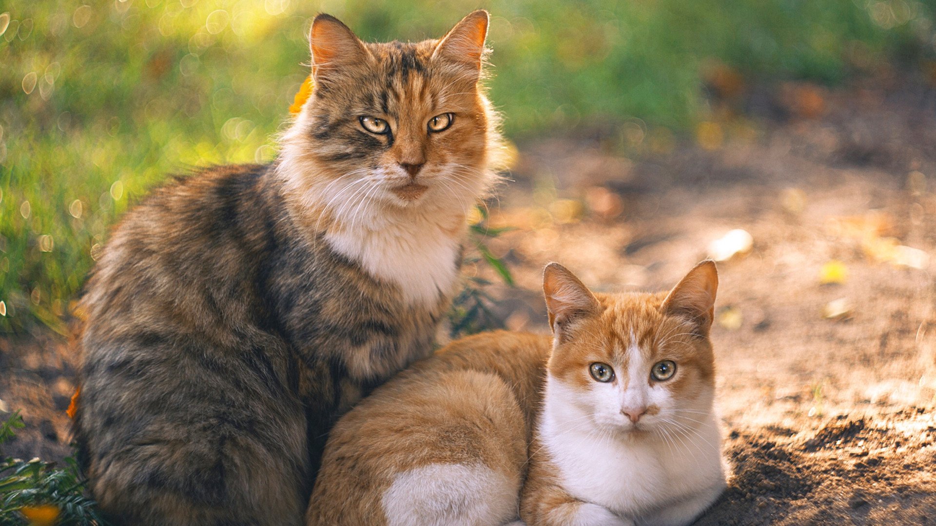 AYX官网-国足心理训练有效，比赛表现更稳健，国足训练视频集锦