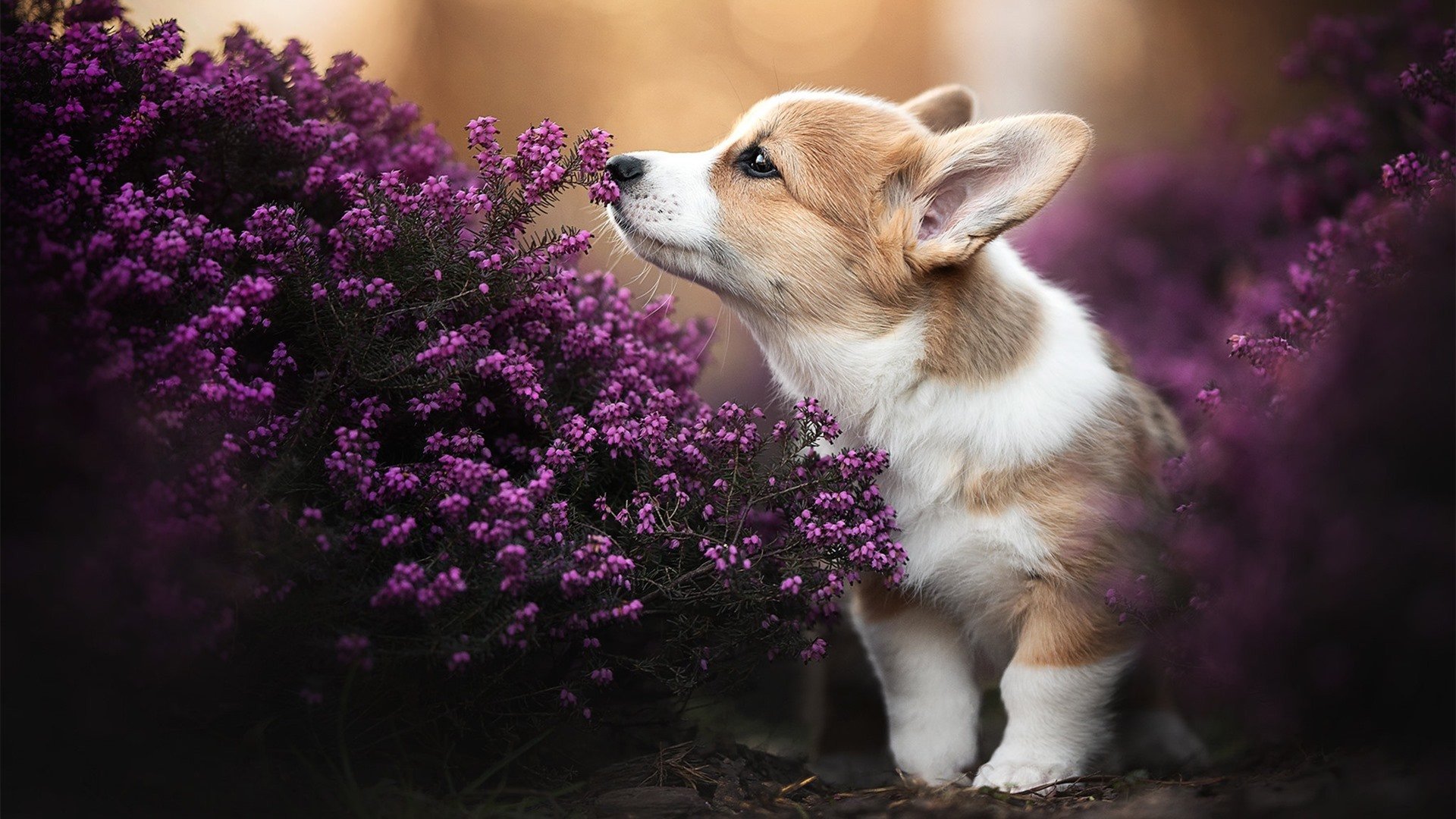 爱游戏体育APP下载-尼克斯翻盘雄鹿，抢七大战中布伦森罚球绝杀，尼克斯与雄鹿