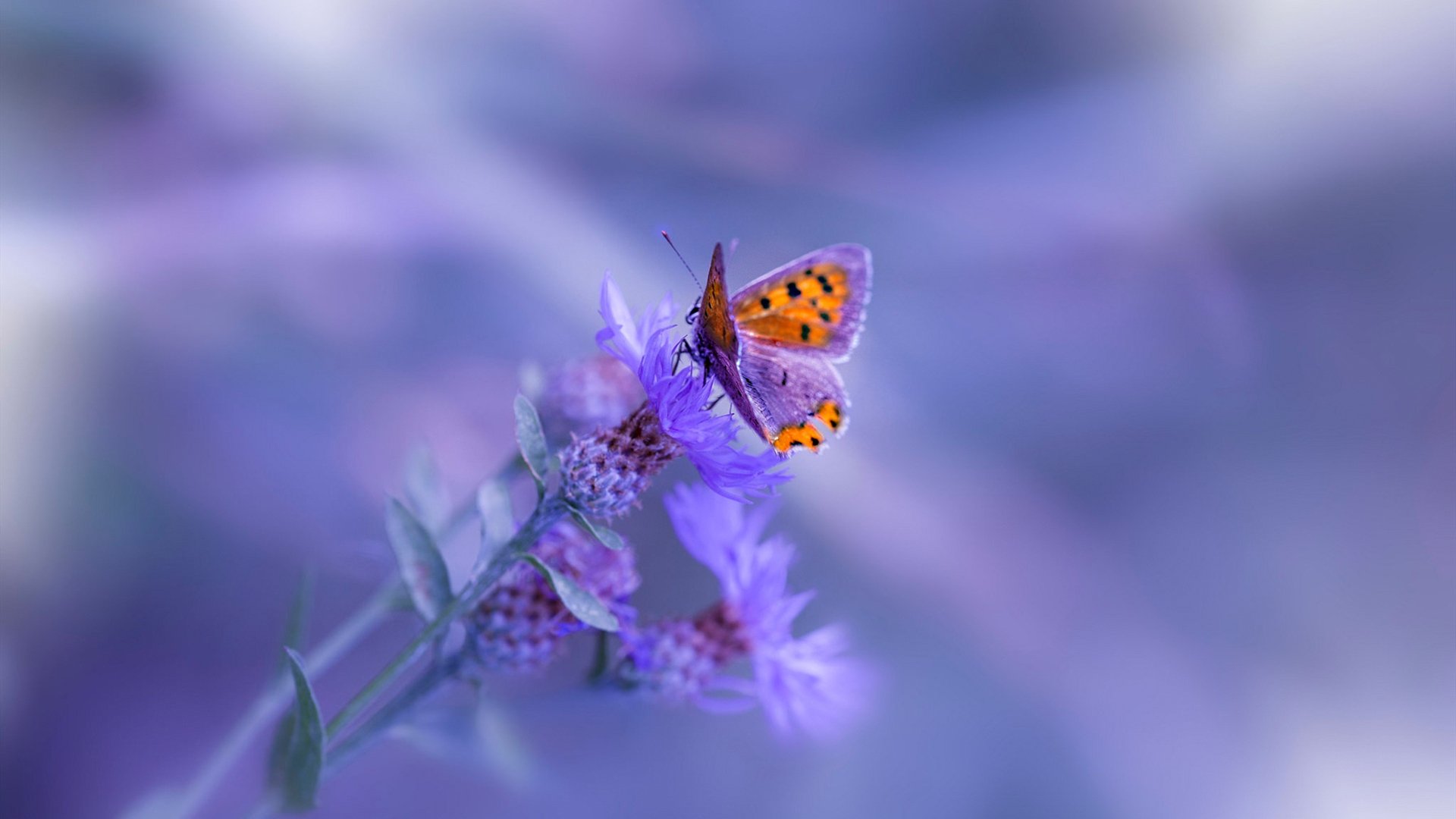 欧国联比赛惊险无边,国家队备战欧锦赛展雄心,欧国联赛程2020规则