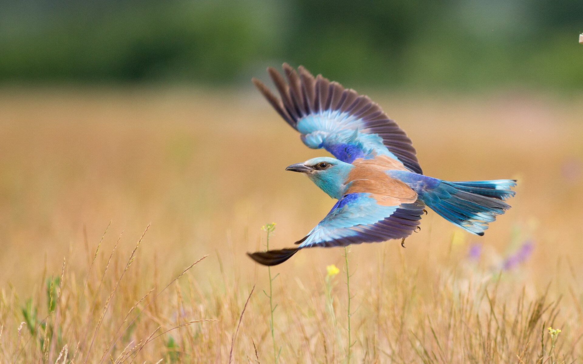 罗马客场遭遇大败，战绩蒙上阴影，罗马球队比赛