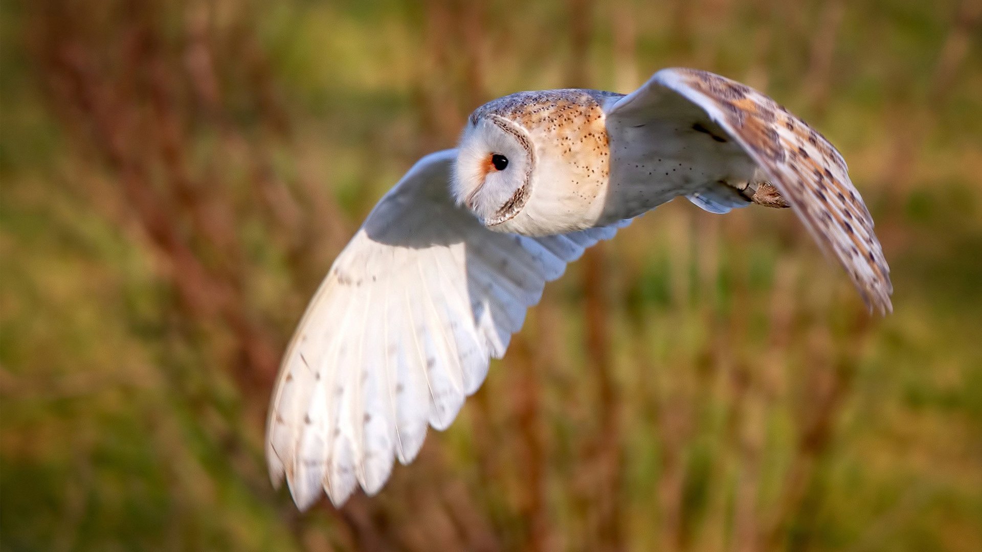 NBA球员专项技能训练与动作标准化,nba球员技术