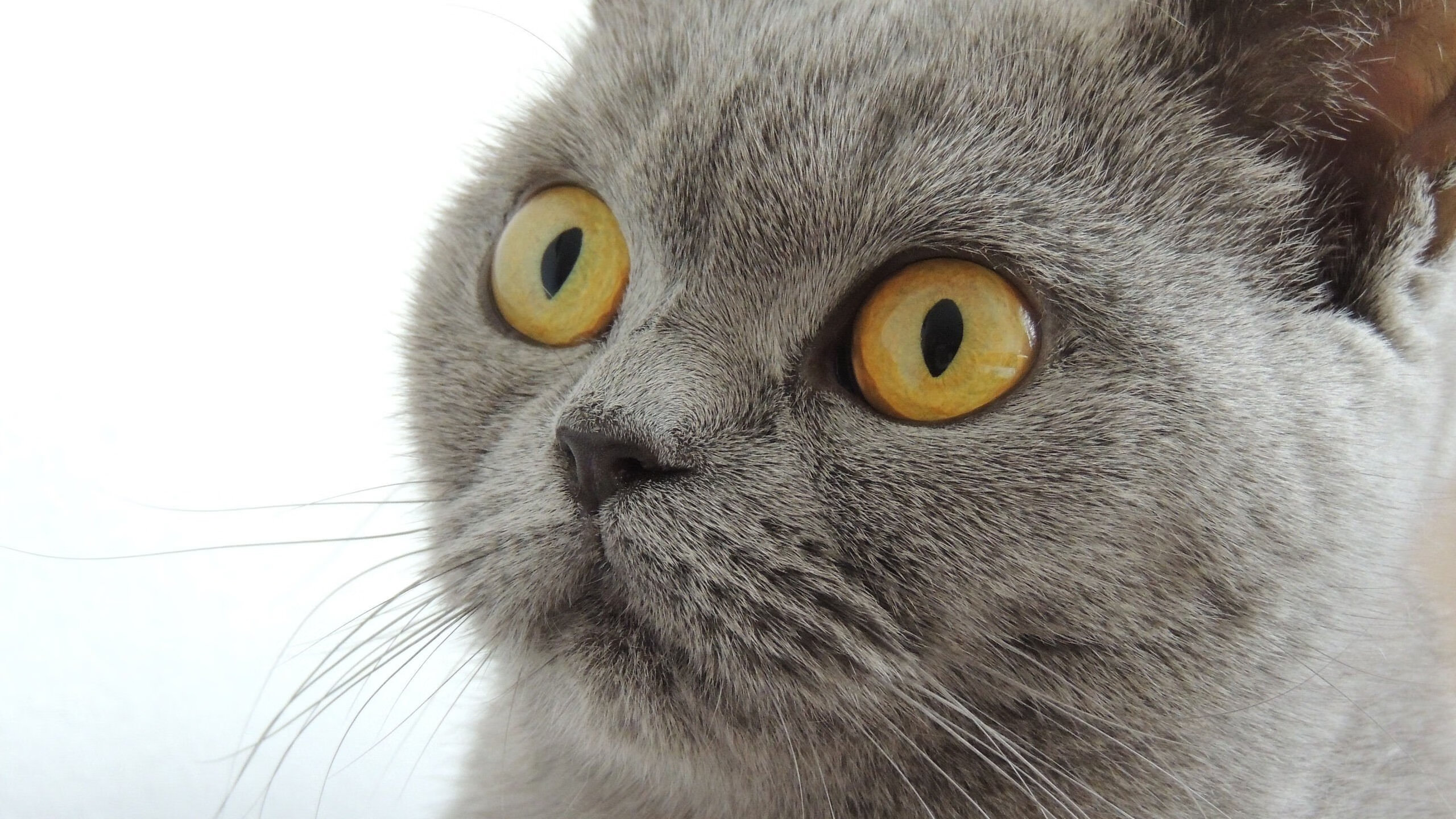 爱游戏-英超青训体系融入心理压力管理提升技术动作稳定性，英超训练足球