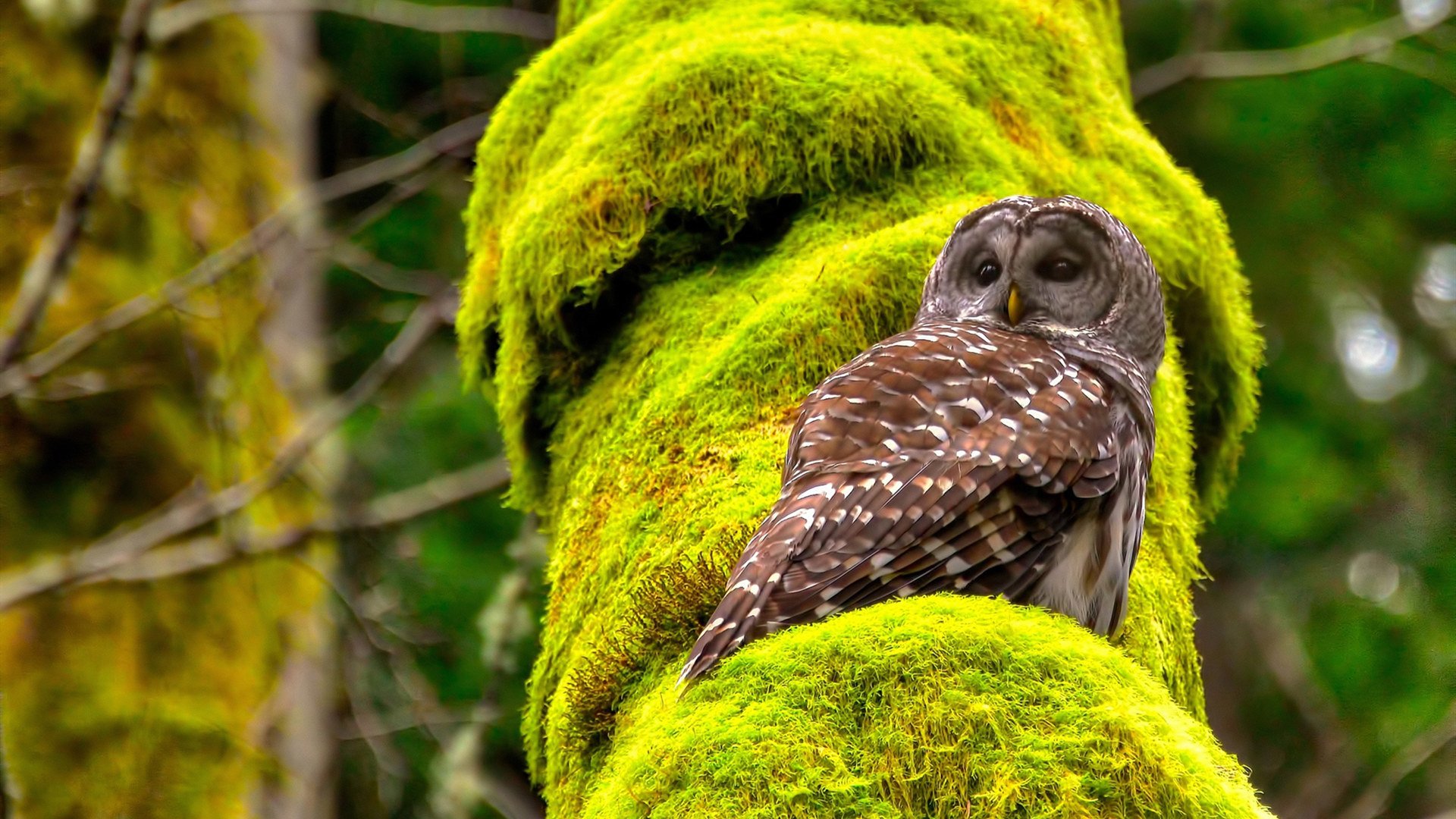 赛季最大悬念:谁能打破传统豪门的垄断?,新赛季胜率最高英雄