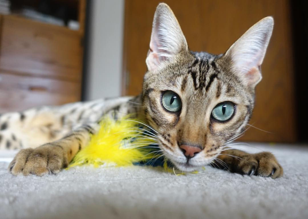 爱游戏体育-高校体育教师绩效考核体系优化建议，学校体育教师考核方案