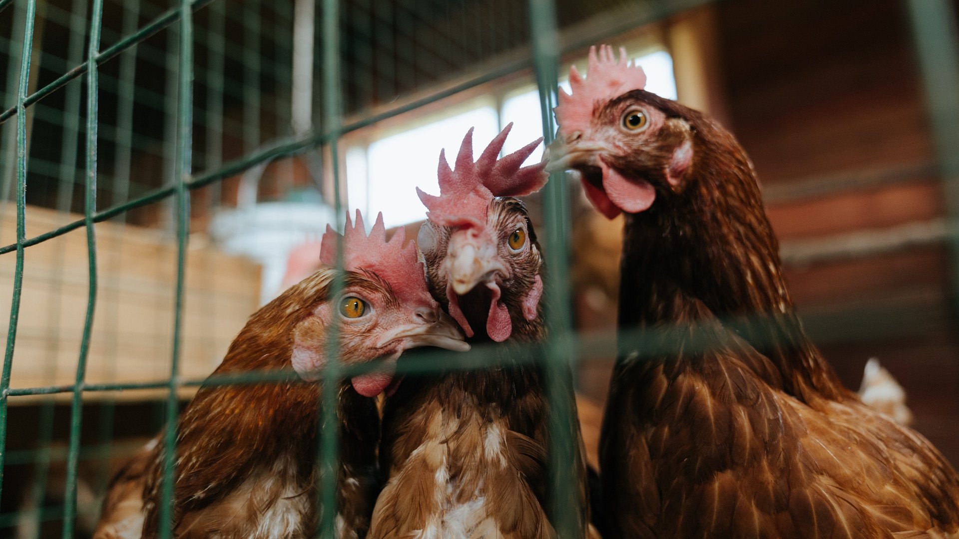 各大洲积极布局女子足球,未来发展潜力巨大,女子足球发展现状