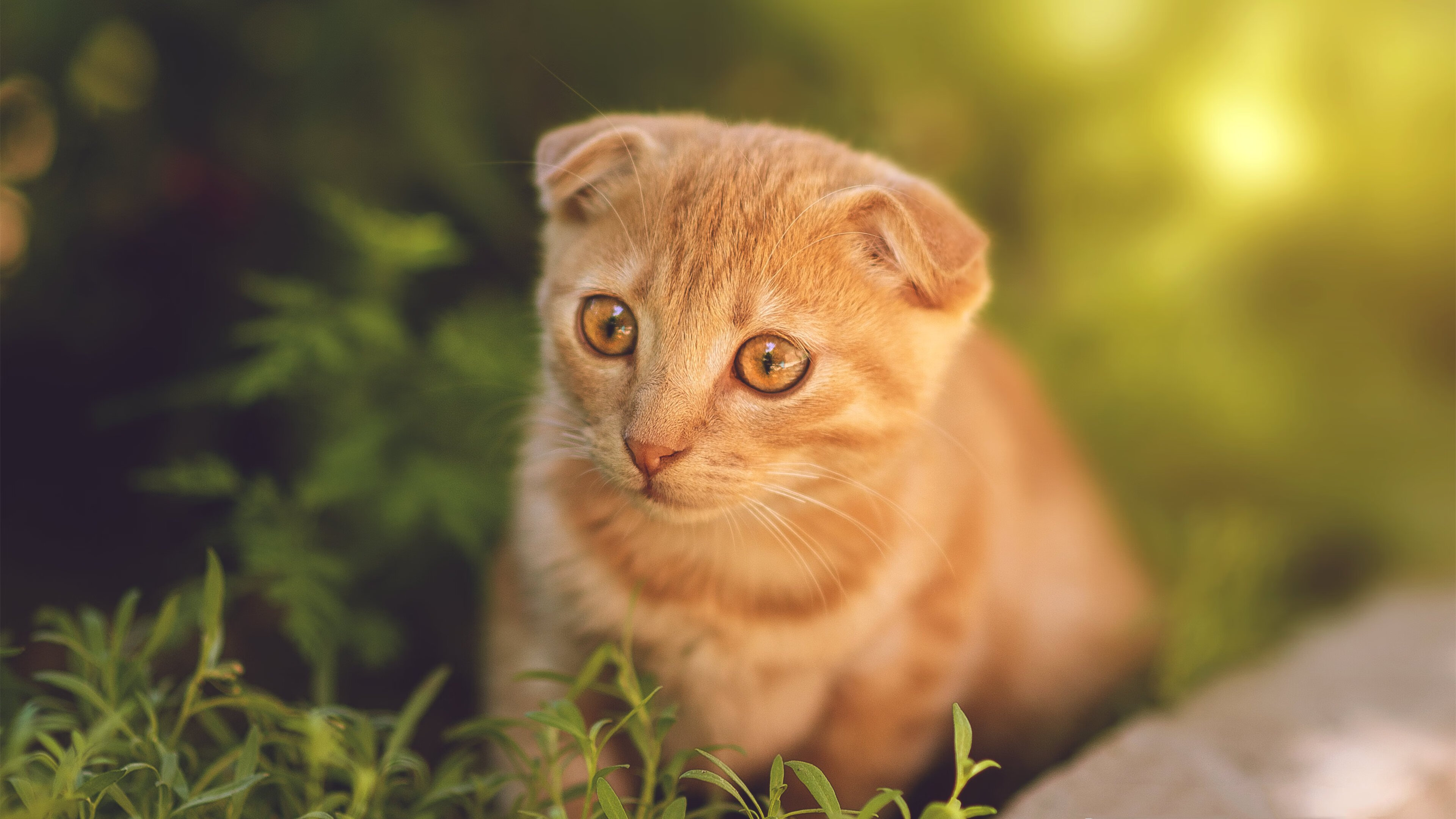 电竞评论员培训计划面向全国招生,电竞时评