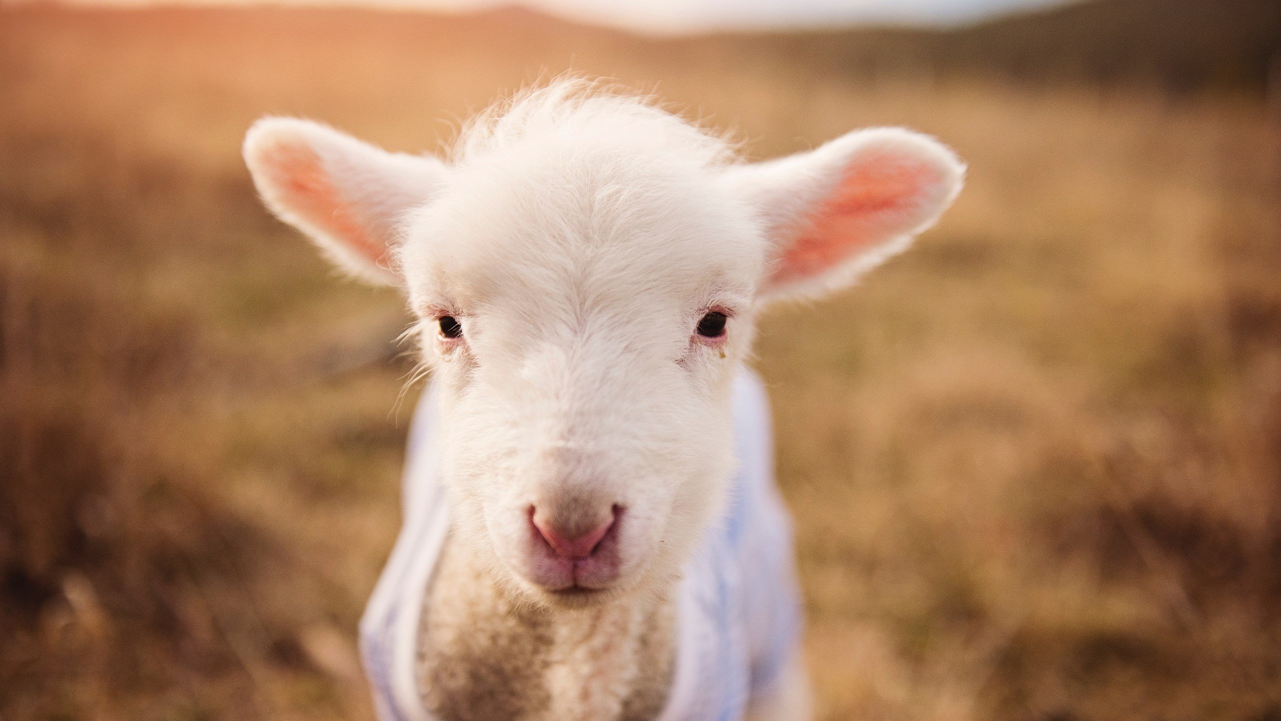 爱游戏娱乐网址-观众持续增长数据表明年轻用户更偏好快节奏高对抗赛事内容，观众人数比预计的增加了2倍的意思