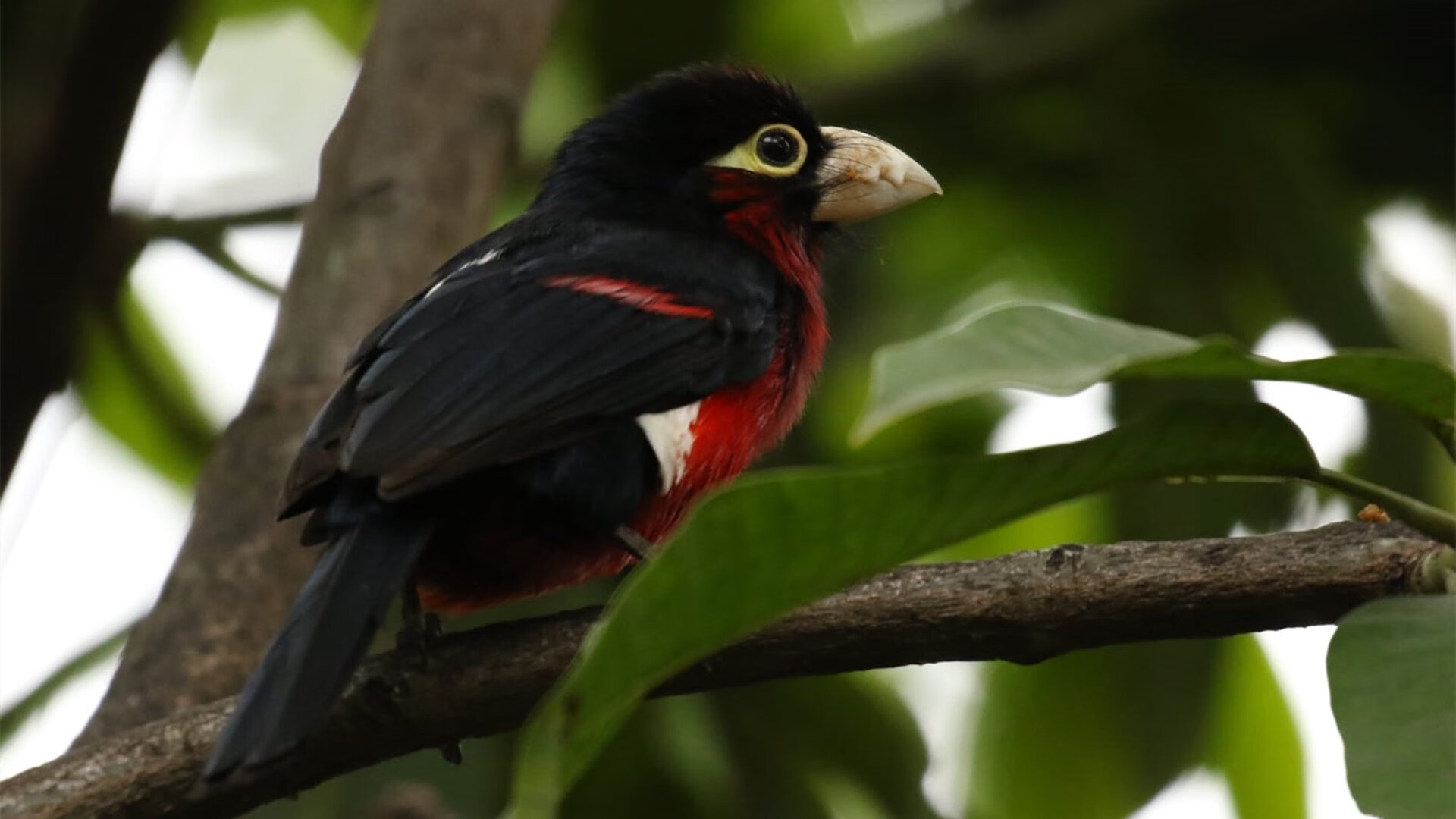 青少年篮球训练营引入国际先进训练理念和方法,青少年篮球培训的三要素